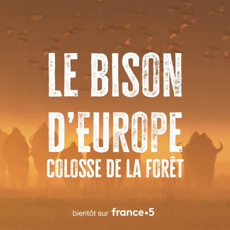 le bison d'europe, colosse de la forêt