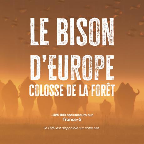 LE BISON D'EUROPE, COLOSSE DE LA FORET