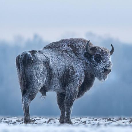 odyssée du grand bison d'europe