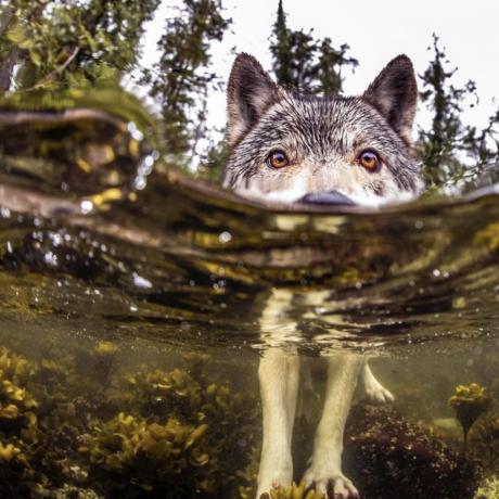 Le loup du pacifique