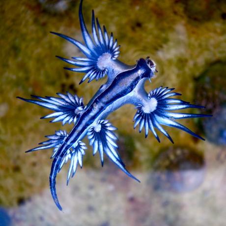 Nudibranches