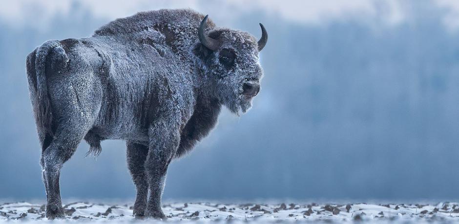 L'odyssée du grand bison d'Europe
