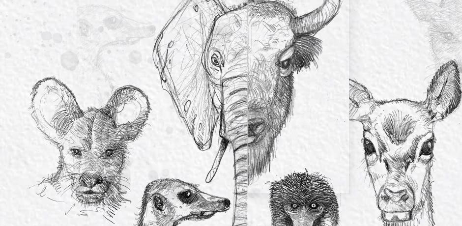 Démocraties animales