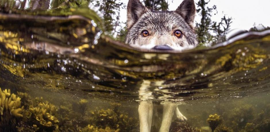 Le loup du pacifique