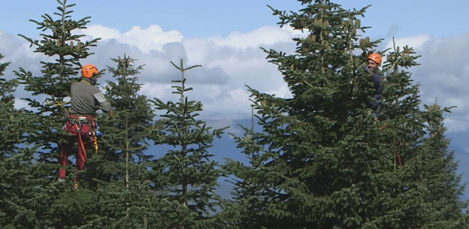 Le grand voyage du sapin de Noël