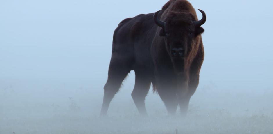 Le bison d'Europe, colosse de la forêt