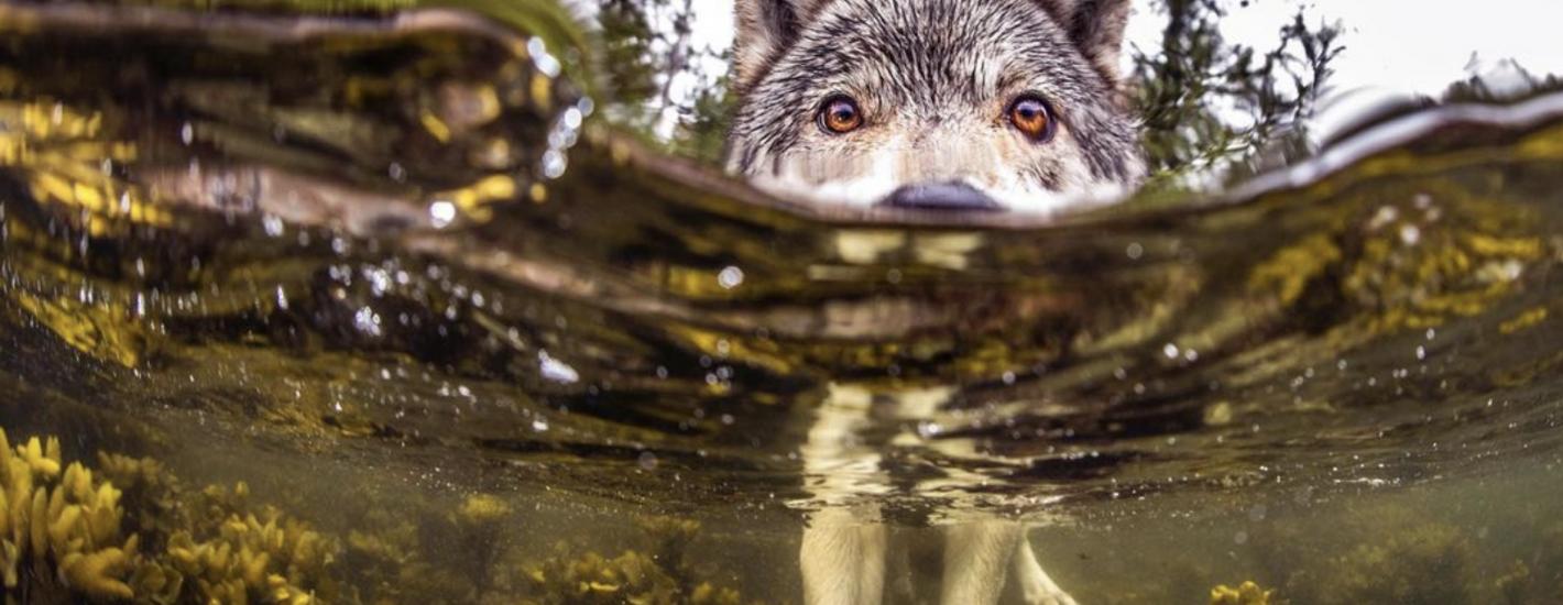 Le loup du pacifique