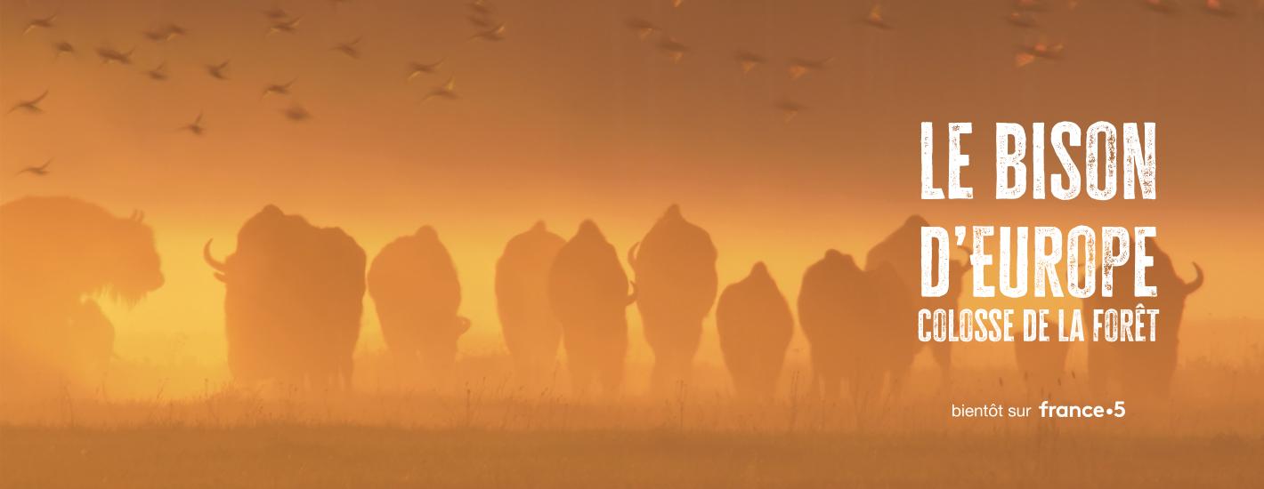 le bison d'europe, colosse de la forêt