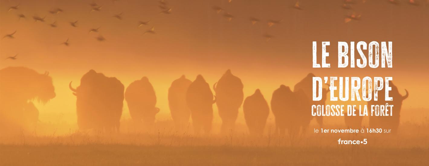 LE BISON D’EUROPE, COLOSSE DE LA FORÊT