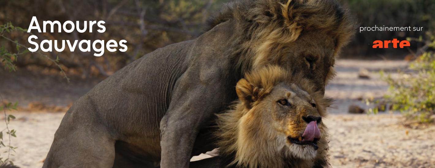 Amours sauvages